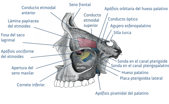 Boca y seno maxilar
