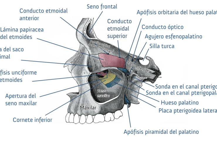 Boca y seno maxilar